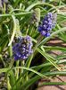 Muscari armeniacum