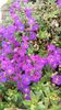Aubrieta