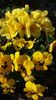 Primula si panseluta pitica