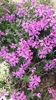 Phlox pitic