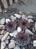 Sempervivum