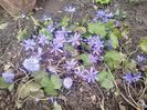 Hepatica