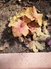 Heuchera