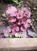 Heuchera