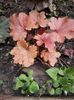 Heuchera