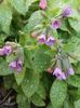 Pulmonaria