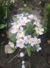 Primula