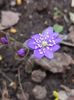 Hepatica