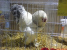 DSC00668