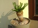 Euphorbia flanaganii