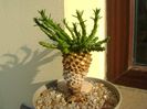 Euphorbia flanaganii