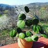 Obovata