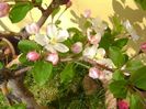 Mar decorativ