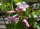 weigela Pink Poppet