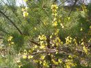 forsythia intermedia