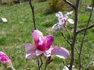 magnolia stellata Rosea