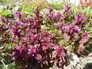 lamium purpureum