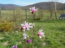 magnolia stellata Rosea