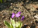primula denticulata Blue Selection