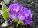 primula denticulata Blue Selection