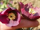 alt helleborus spontan
