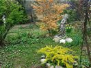 Berberis aureea pitic