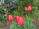 Apeldoorne