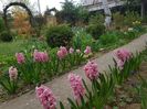 Pink pearl