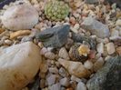 Blossfeldia lilliputana v. atroviridis