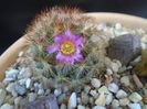Mammillaria carmenae f. rubrispina