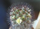 Mammillaria microhelia