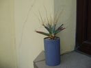 Leuchtenbergia principis