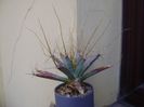 Leuchtenbergia principis