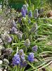 Muscari Blue Spike