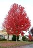 acer autumn blaze4
