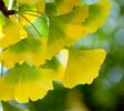 ginkgo biloba