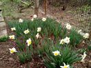 "Poiana Narciselor"