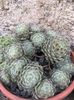 Nr 8 Sempervivum 5 lei buc mare si 3 lei mica