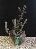 Mark Follon: Euphorbia aeruginosa