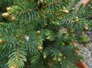 Mesteacan negru & Conifer pitic