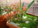 Pieris japonica
