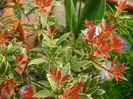 Pieris japonica