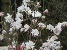 10 apr (11)