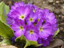 primula denticulata Blue Selection