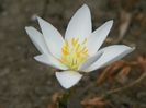 sanguinaria canadensis