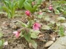 pulmonaria Dora Bielefeld