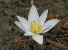 sanguinaria canadensis