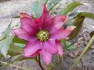 helleborus Double Crown Rose