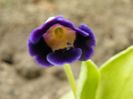primula pubescens
