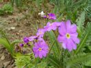 primula sieboldii